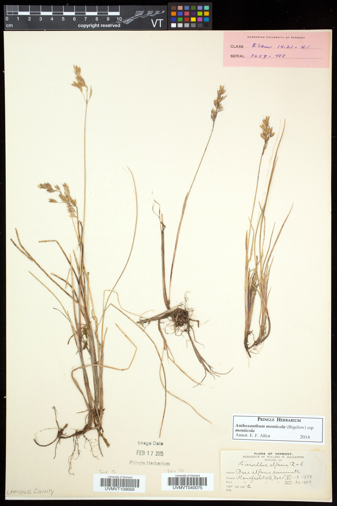 Anthoxanthum monticola subsp. monticola image