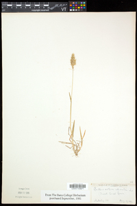 Anthoxanthum odoratum image