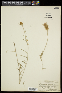 Centaurea amara image