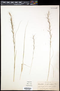 Aristida purpurascens image
