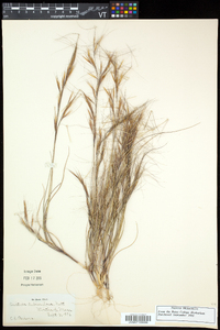 Aristida tuberculosa image