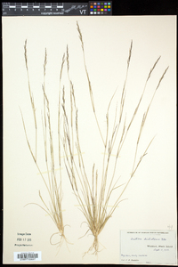 Aristida dichotoma image