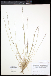 Aristida dichotoma image