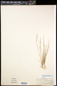 Aristida dichotoma image