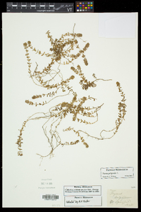 Thymus pulegioides image