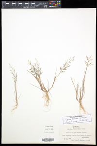 Eragrostis pilosa image