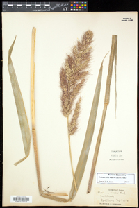 Echinochloa walteri image