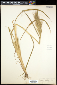 Echinochloa walteri image