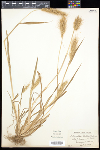 Echinochloa walteri image