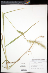 Elymus riparius image