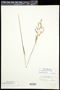 Anthoxanthum nitens subsp. nitens image