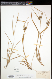 Carex folliculata image