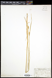 Carex saxatilis image