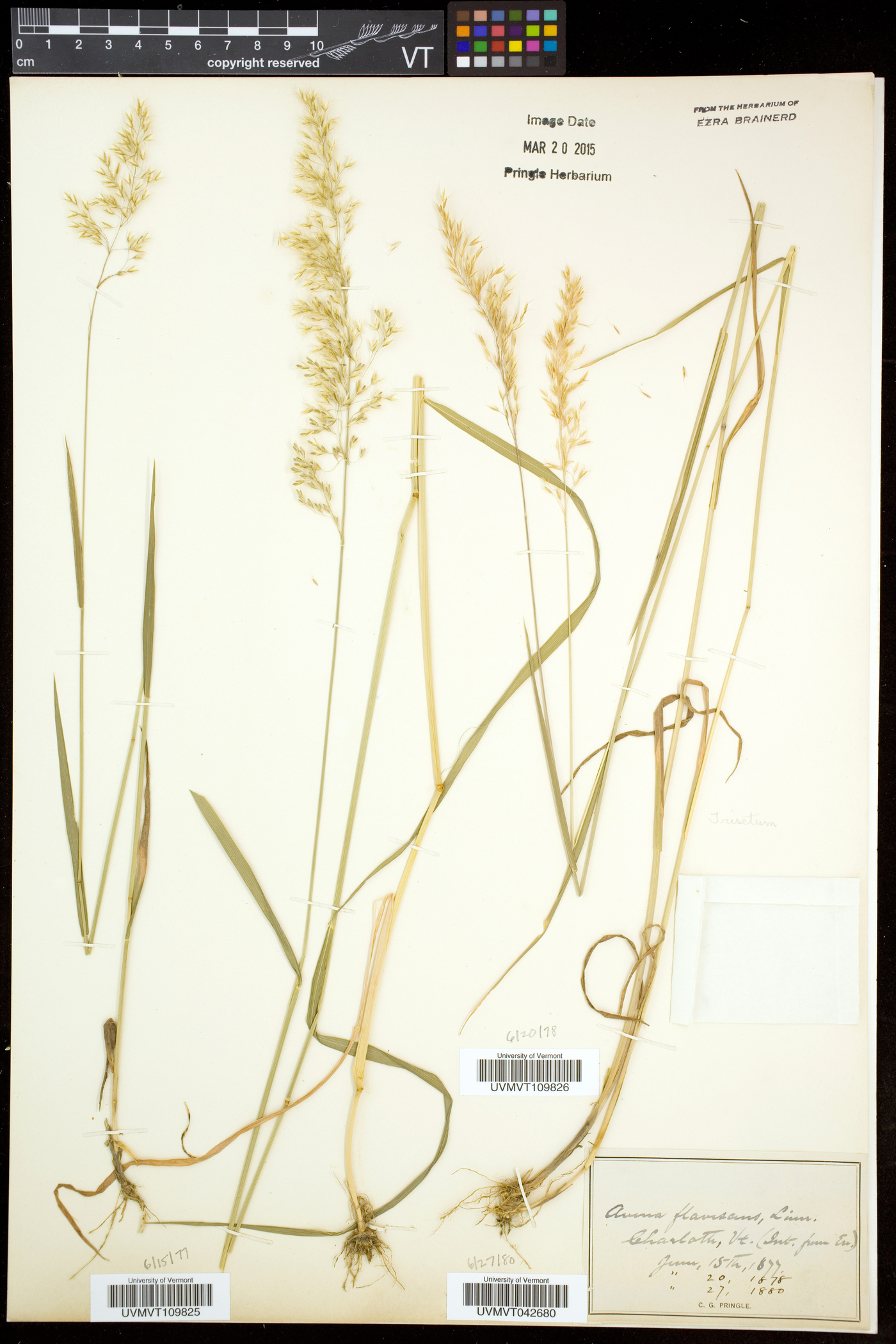 Trisetum flavescens image