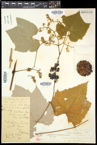 Vitis aestivalis var. bicolor image