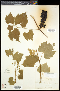 Vitis riparia image