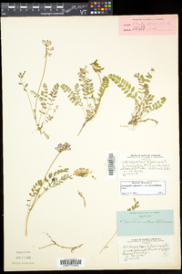 Astragalus alpinus image