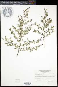 Baptisia tinctoria image