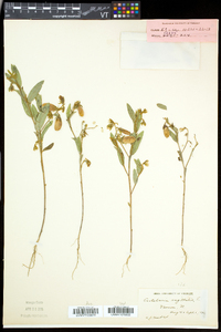 Crotalaria sagittalis image