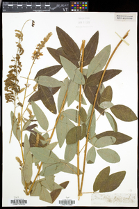 Desmodium canadense image