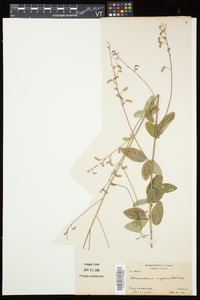 Desmodium obtusum image