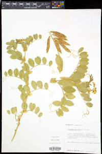 Lathyrus japonicus var. maritimus image