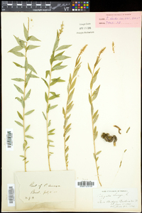 Polygala senega image