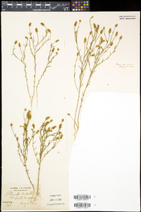 Polygala nuttallii image