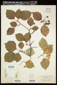 Crataegus scabrida image