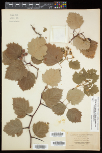 Crataegus pringlei image