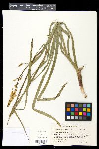 Zigadenus densus image