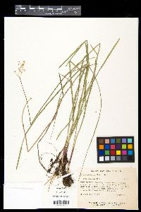 Zigadenus densus image