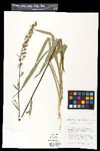Zigadenus elegans image