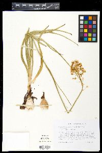 Zigadenus nuttallii image