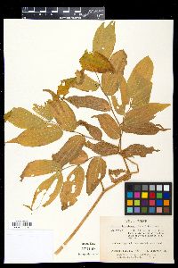 Disporum lanuginosum image