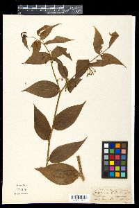 Media resource of Disporum calcaratum