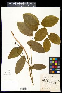 Uvularia perfoliata image