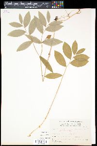 Uvularia sessilifolia image