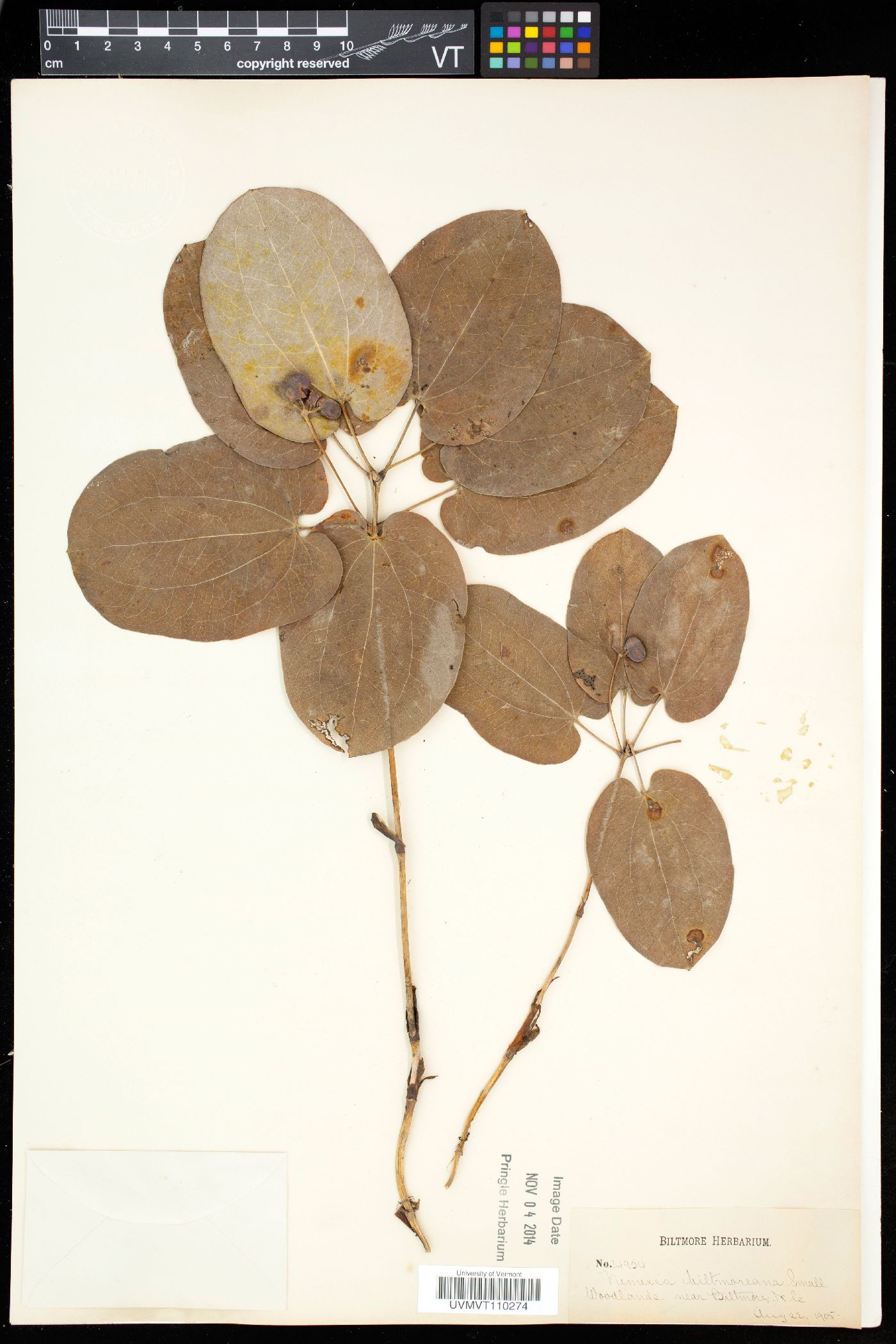 Smilax biltmoreana image