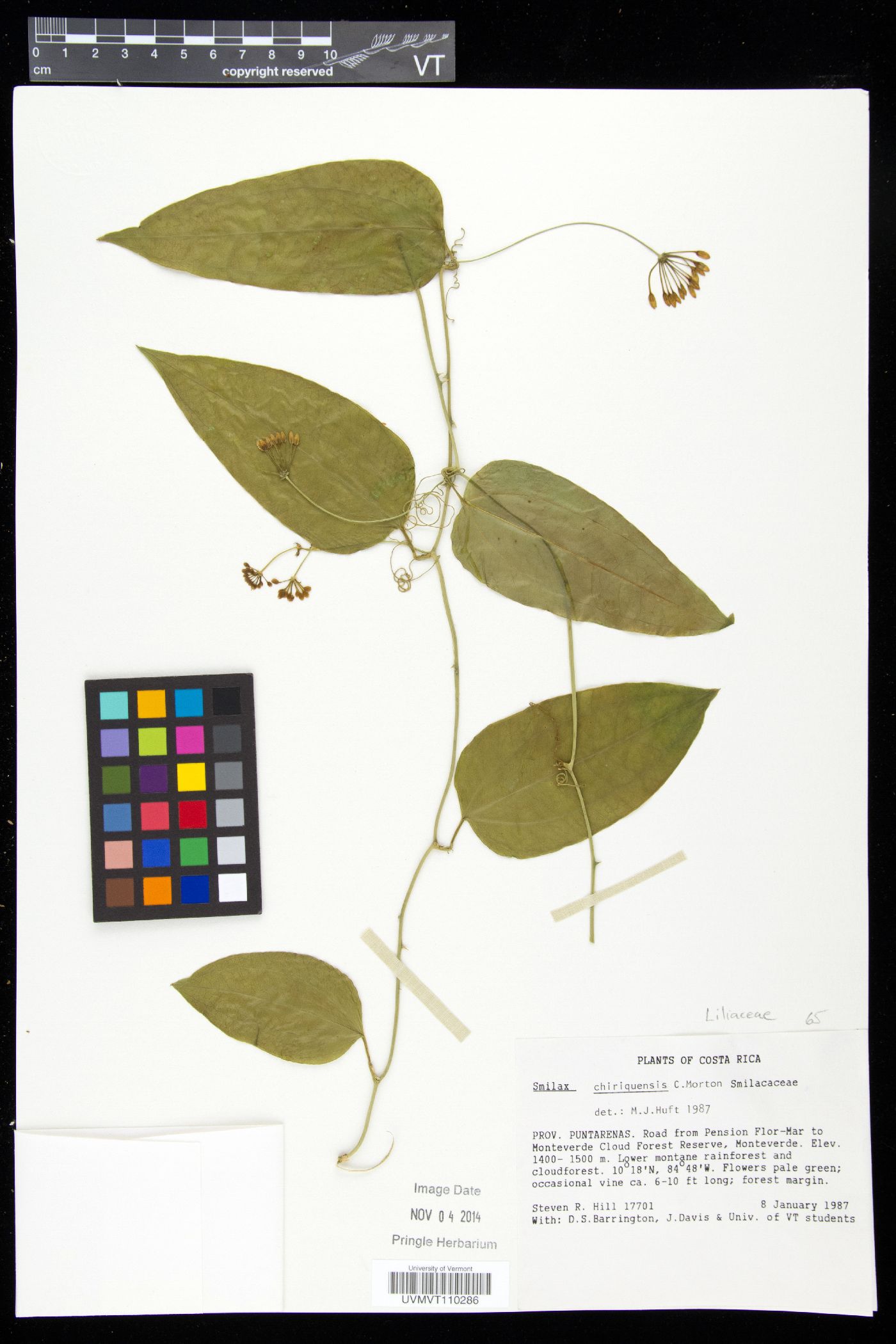 Smilax officinalis image