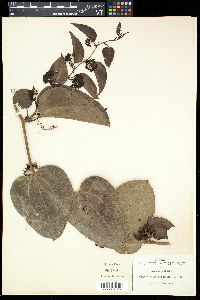 Smilax cordifolia image