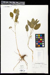 Smilax ecirrhata image