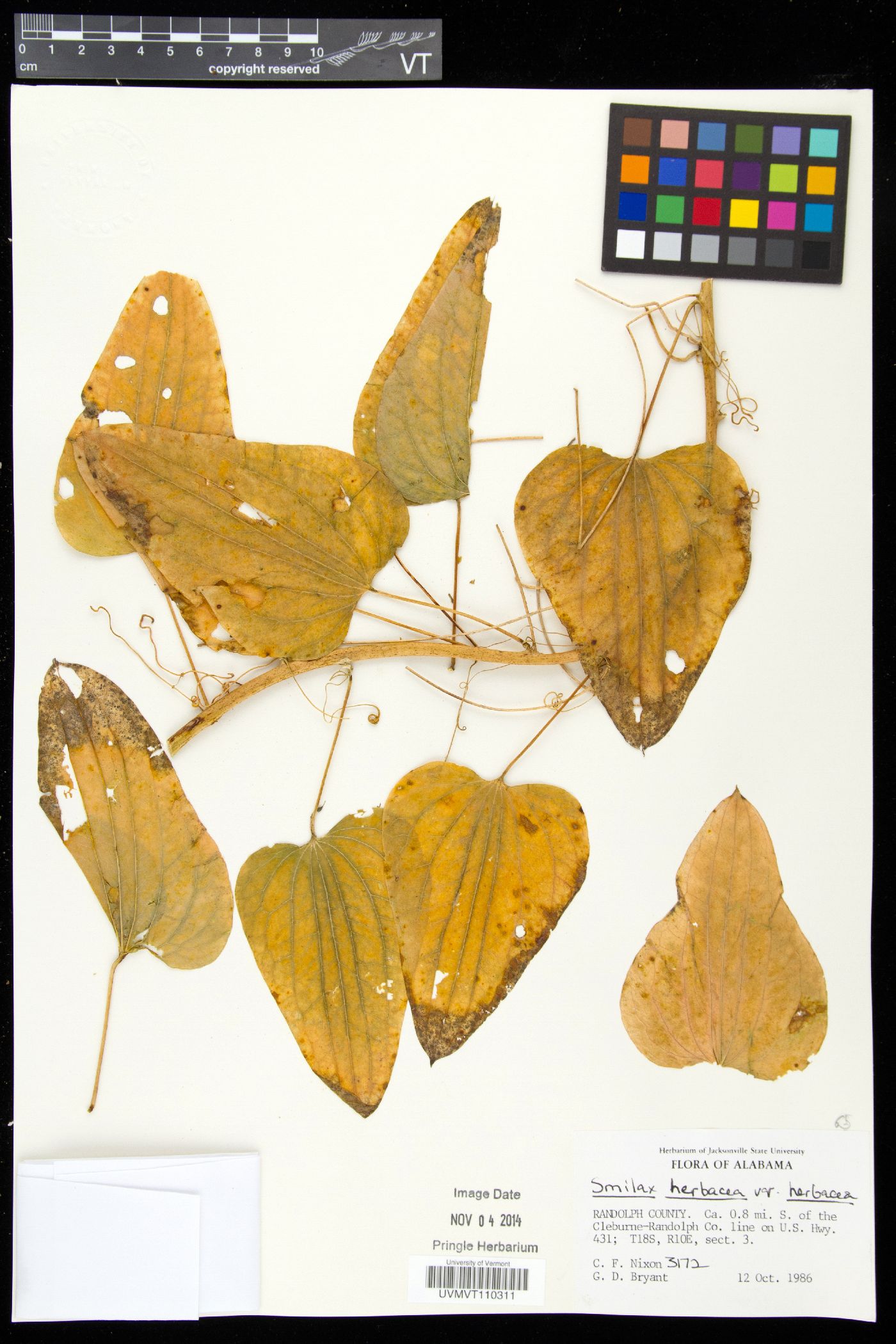 Smilax herbacea var. herbacea image