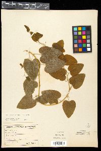 Smilax herbacea var. lasioneura image