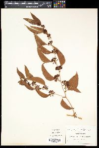 Smilax invenusta image
