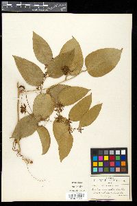 Smilax invenusta image