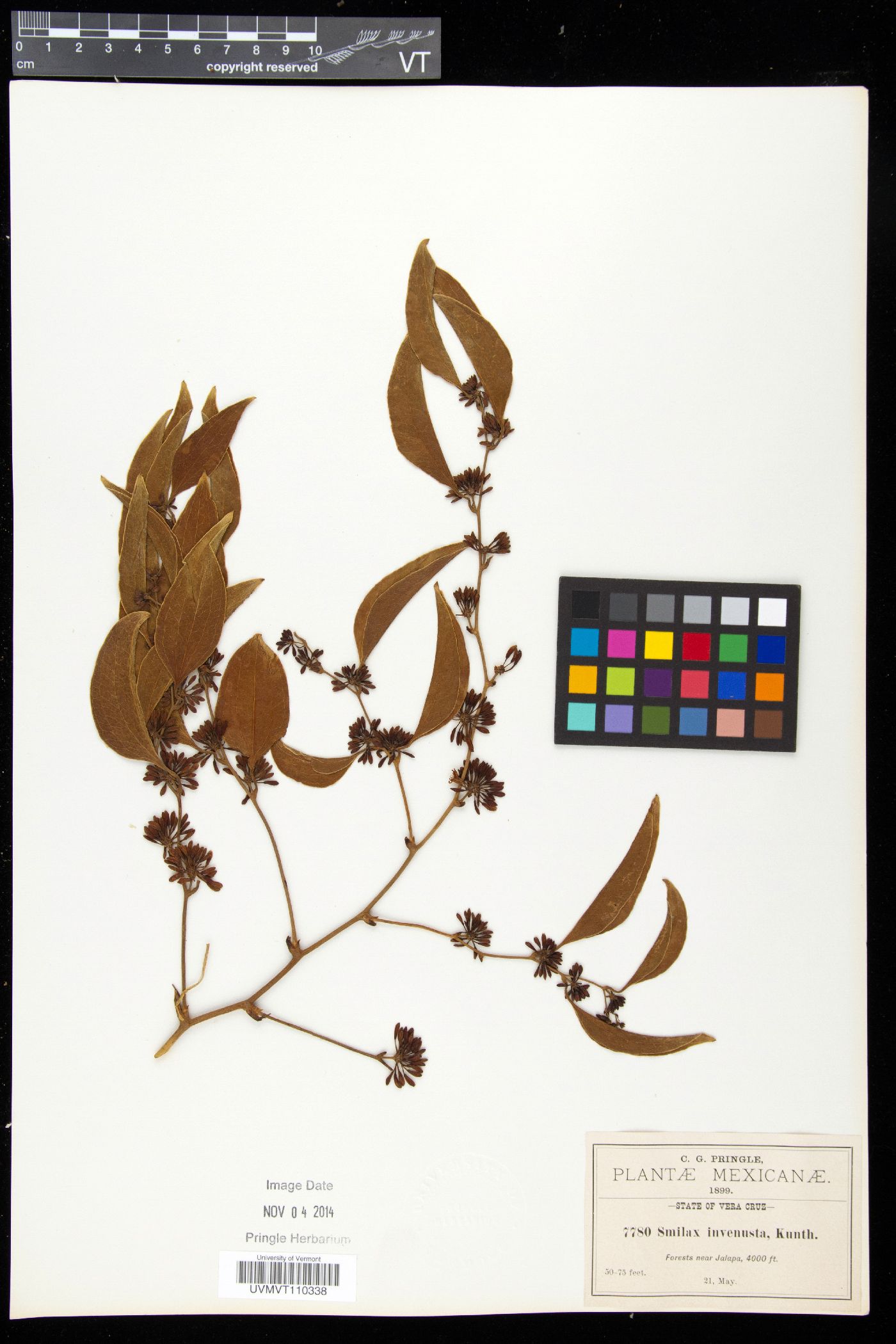 Smilax invenusta image