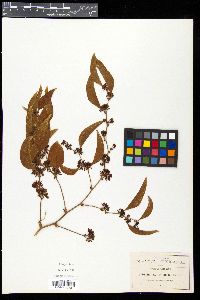 Smilax invenusta image