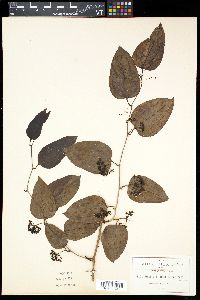 Smilax jalapensis image