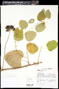 Smilax lasioneura image